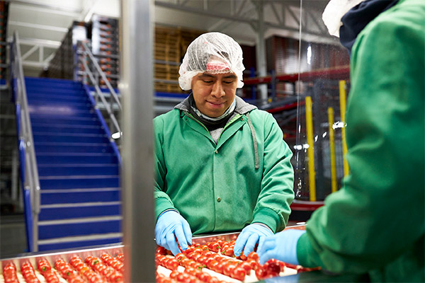 Nature Fresn employee sorting cherry tomatoes